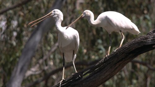warby-ovens national park